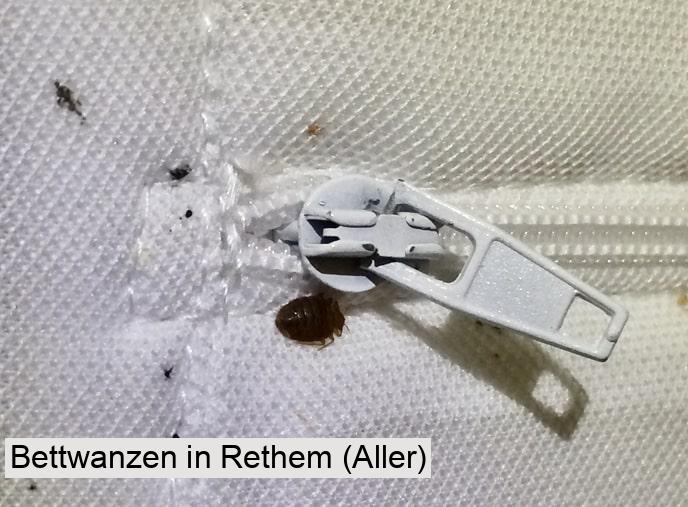 Bettwanzen in Rethem (Aller)